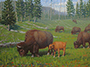 Bison Yellowstone National Park