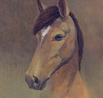 Peruvian Paso horse portrait